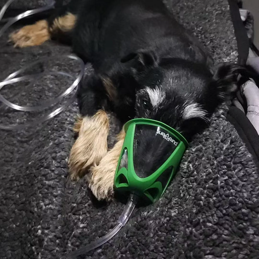 Dog Rescue Oxygen Kit – Rescue Oxygen Therapy and Transport for Pets - Image 3